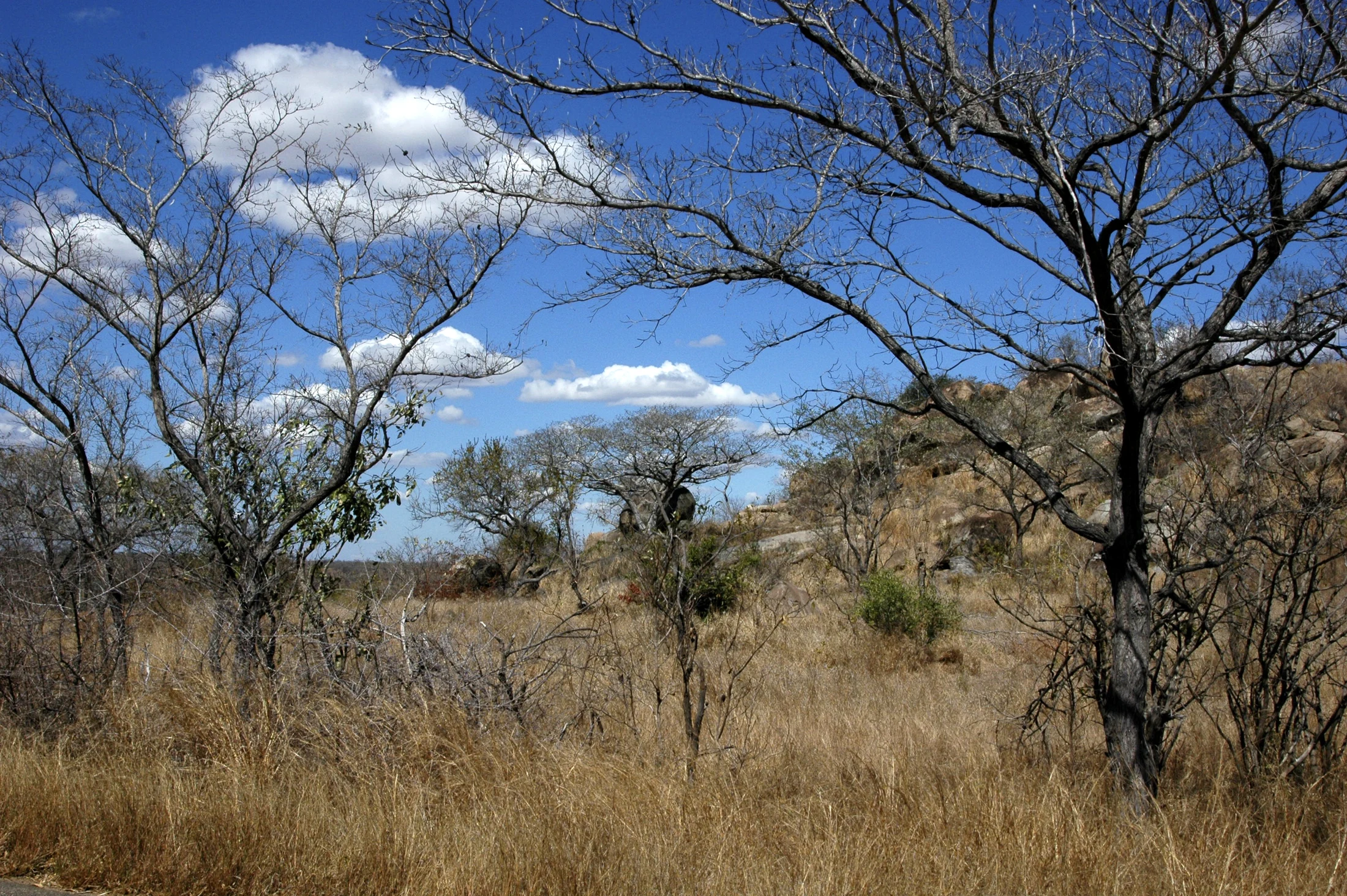 Leafless late-winter trees, pale grass and a granite hill in southern Kruger National Park