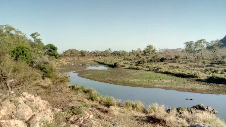 Mixed woodland and thorn thickets along the Crocodile River, west of Crocodile Bridge, in the dry season.