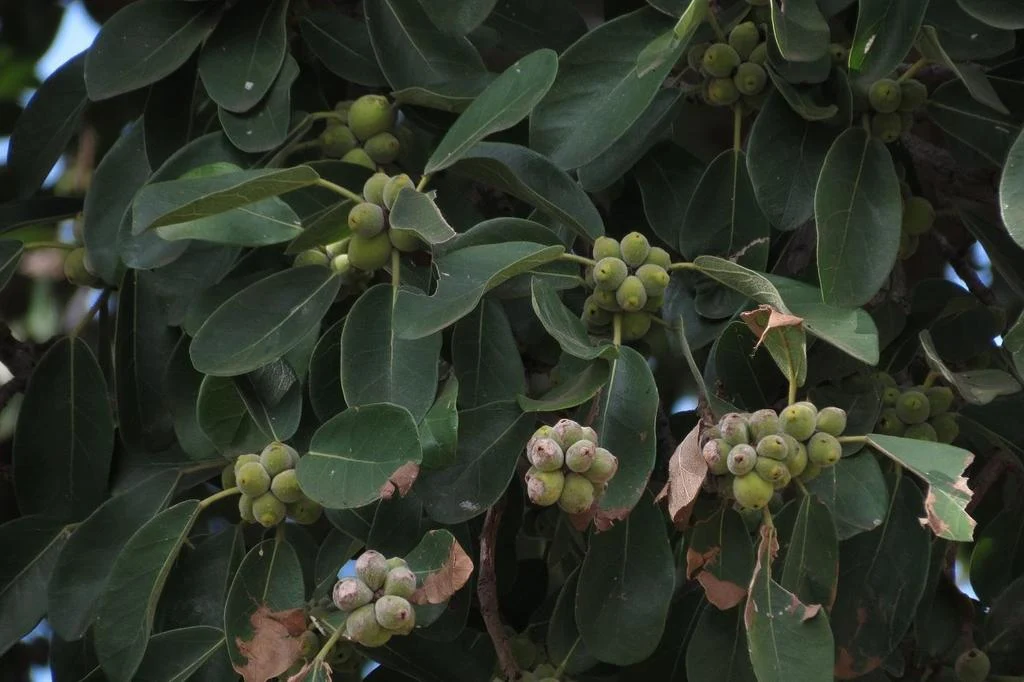 Leaves and green fruit of a lowveld fig, Ficus stuhlmannii