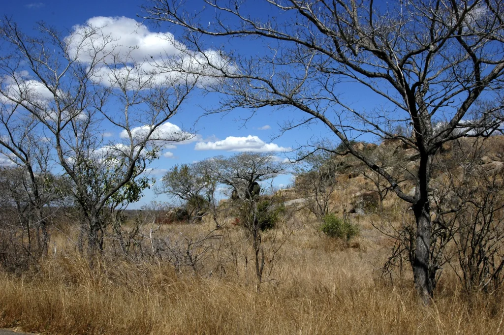 Leafless trees and dry grass beside a granite hill in southern Kruger